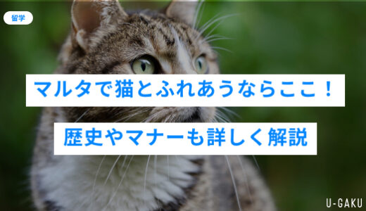 マルタで猫とふれあうならここ！歴史やマナーも詳しく解説