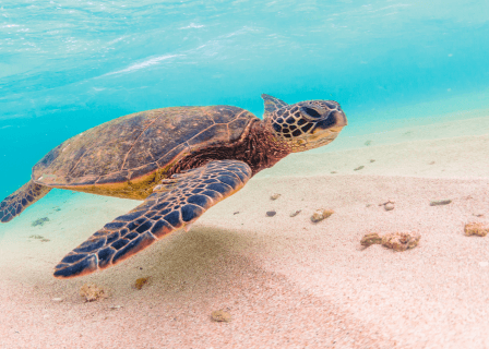 イングリッシュキャンプ（セブ）