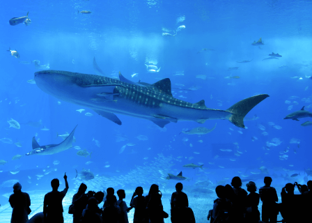 イングリッシュキャンプ（沖縄）